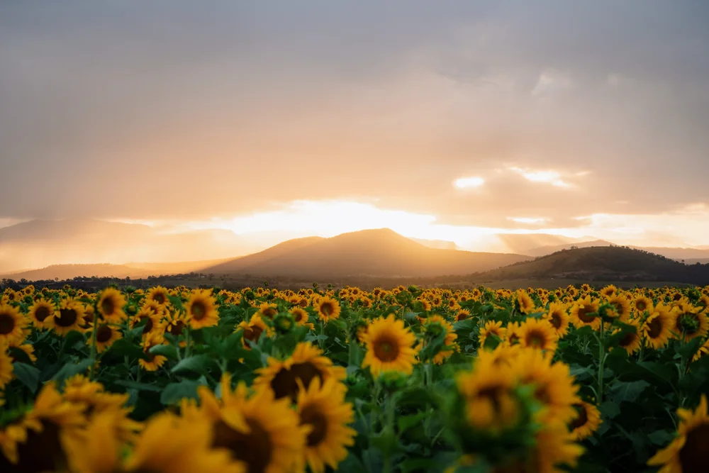 Vast sunflower field at golden hour