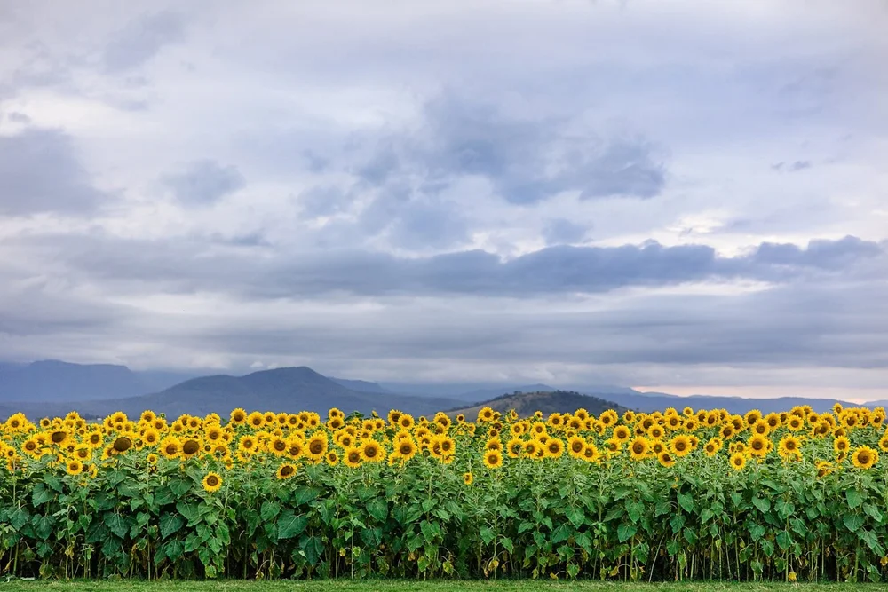 Close-up of golden sunflower bloom with Scenic Rim hills behind